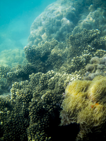 coral reef in tropical seaの写真素材