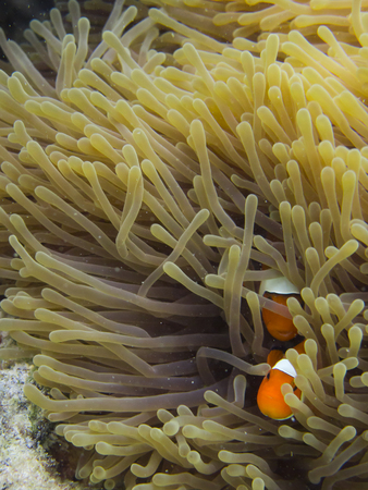 Anemonefish swimming among the tentacles of its sea anemoneの写真素材