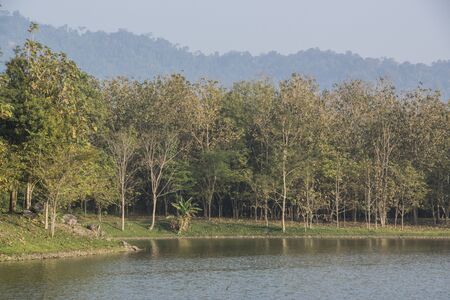 Summer landscape with green forest, river and mountainsの写真素材