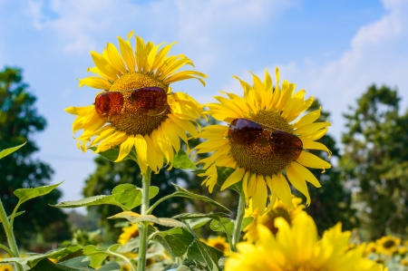 people sunflowersの写真素材