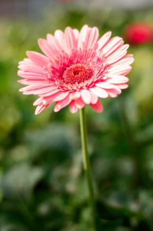 pink flowersの写真素材