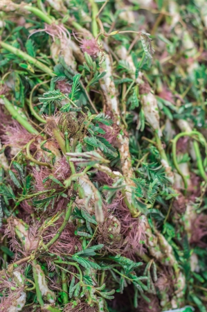 Neptunia oleracea Lourの写真素材