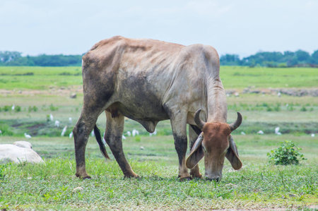 Cow on a green pastureの写真素材