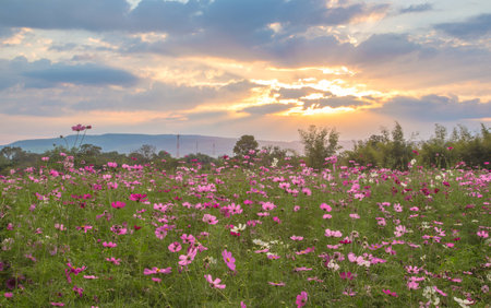 cosmos flowers in sunset