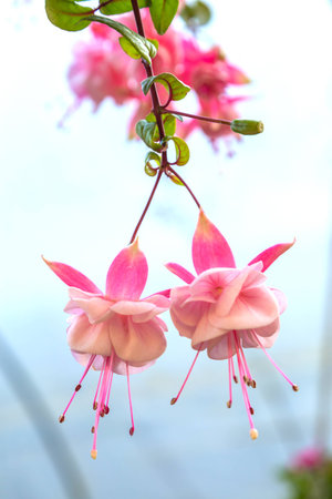 Fuchsia flower backgroundの写真素材