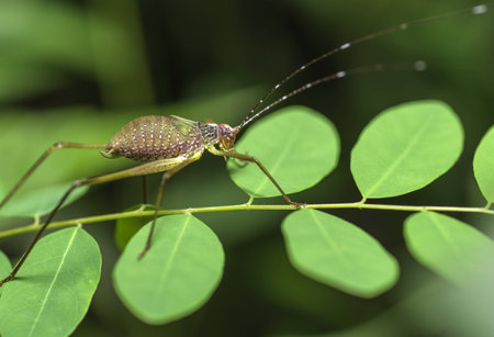 Grasshopper perching on a leafの写真素材