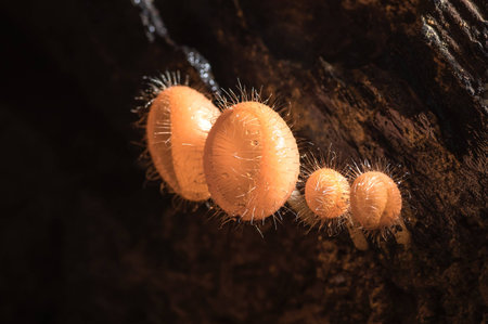 Orange fungi cup on decay wood, in rain forest