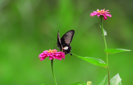 Butterfly on Flowerの写真素材
