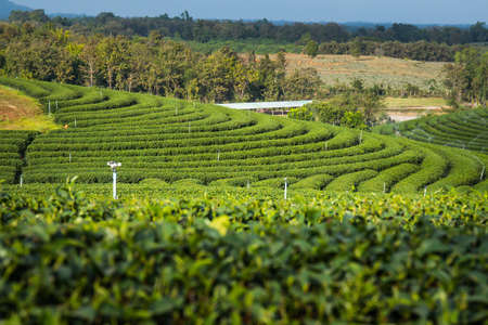 Green Tea Farmの写真素材