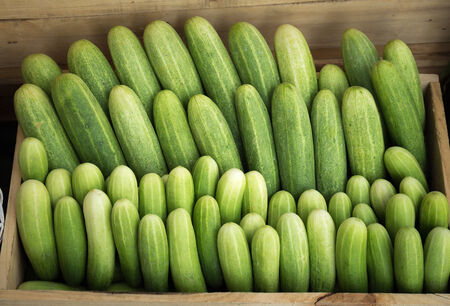 Cucumbers in boxの写真素材