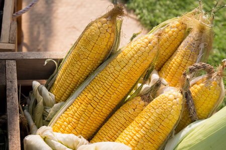 Maize in a wicker basket