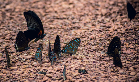 family butterfly2257の写真素材