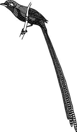 pin tailed birdのイラスト素材