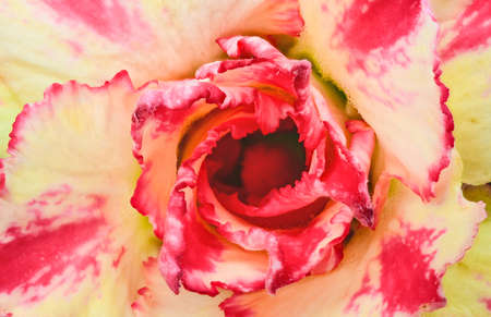 Adenium flowerの写真素材