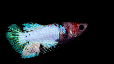 Betta fish