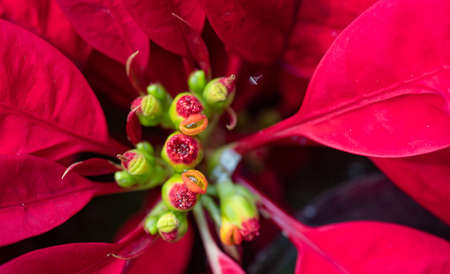 Poinsettiaの写真素材