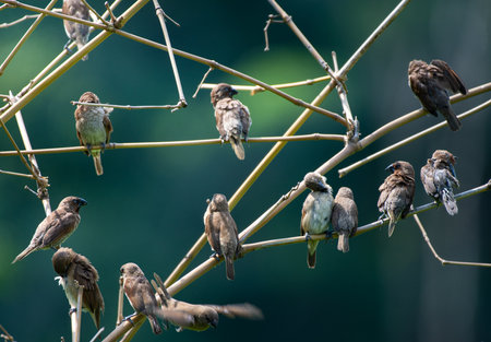 A flock of sparrows perches on a dry bamboo branch, creating a peaceful, rustic scene. Gentle sunlight highlights their wings, capturing the simple beauty of nature.の写真素材