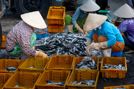 When the fishing boat returns it is the woman's job to sort the fish.の写真素材