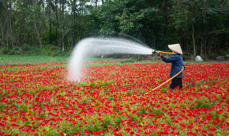 Farmers tend flowers in preparation for the traditional Vietnamese New Year.の写真素材