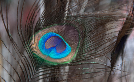 Colorful peacock tail feathers are always attractive to many viewers.