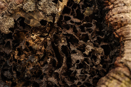 Macro shot of a tree bark texture background. Shallow depth of field.の写真素材