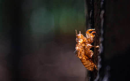 Molted cicada shell photographed against the light. Macroの写真素材