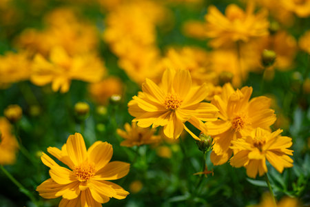 Yellow cosmos flower blooming in the garden with soft focus background.