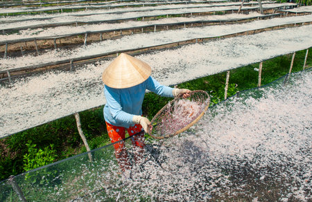 Farmer planting rice seedlings in the field at Binh Thuan Viet Namの写真素材