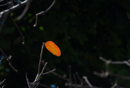Close up of orange leaf on tree branch in the garden with dark background