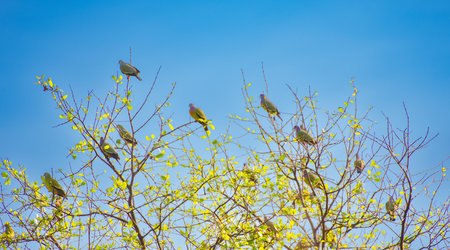 Doves live in flocks, image of a flock of birds resting on a tall tree in the afternoonの写真素材