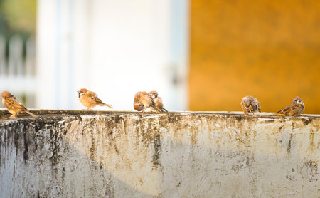 Group of sparrows sitting on the wall in the morning.の写真素材