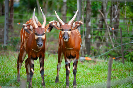 The bongo (Tragelaphus eurycerus) is a large, mostly nocturnal, forest-dwelling antelope, native to sub-Saharan Africa.の写真素材
