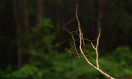 A stick insect blends seamlessly with its surroundings, showcasing incredible camouflage. Its...