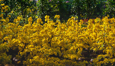Yellow apricot blossoms bloom during the traditional Vietnamese New Year.の写真素材