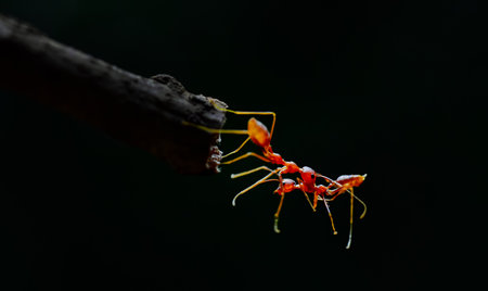 A yellow ant carries the lifeless body of another, showcasing nature’s raw survival instincts....