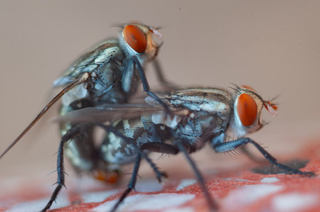 Condylostylus fly close-up. Macro photography.の写真素材