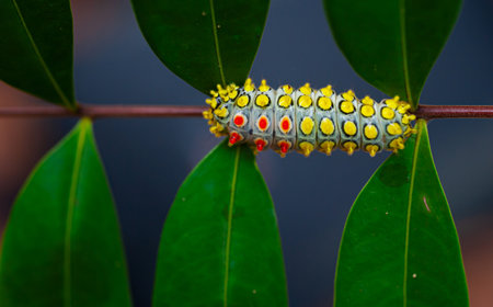 Caterpillar of the Peacock butterfly (Papilio machaon)の写真素材