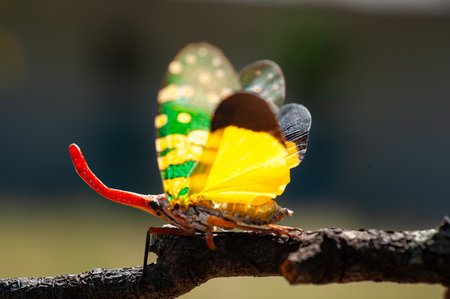 The lantern bug (Pyrops candelaria) is a colorful insect with a long red snout, found in Southeast...