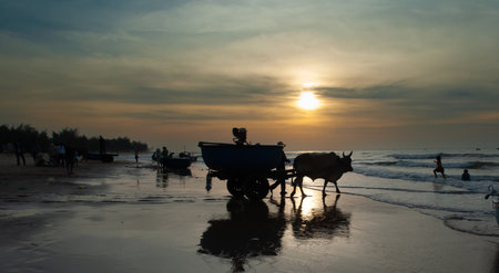 Fishermen use oxen to pull their boats out to sea to prepare to go fishing.の写真素材