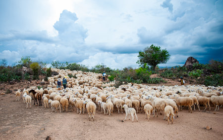 Flock of sheep in the field, rural scene of Ninh Thuan, VietNam.の写真素材