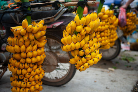 Bunch of bananas on the street in Tam Dáº£o, Viá»t Nam. Selective focus.の写真素材
