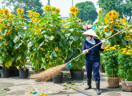 Worker cleaning sunflowers with a broom in the garden.の写真素材