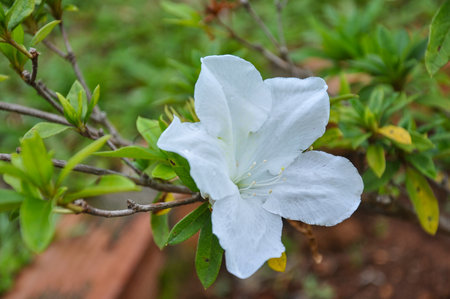 White azalea flower blooming in the garden, Thailand.の写真素材