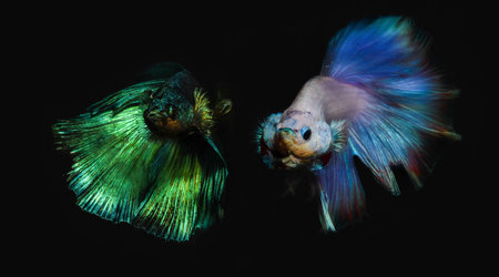 Siamese fighting fish on black background, betta splendens