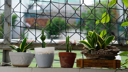 Photo of four ornamental plants by the fence.