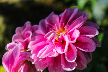 Mona Lisa flower, Pink flower, Spring flower with water drops