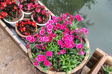 The background image of the colorful flowers near the riverの写真素材