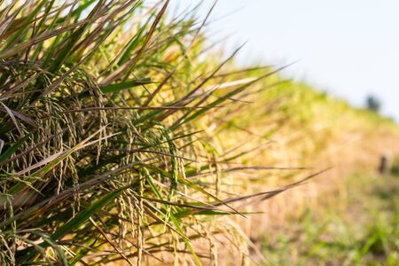 close up of yellow green rice field