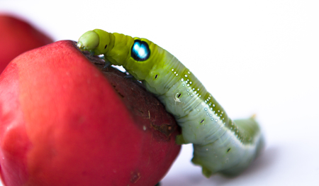 Green Caterpillar on red palm fruit and white backgroundの写真素材