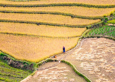 Aerial view of rice field terraces in Mu Cang Chai, YenBai, Vietnamの写真素材